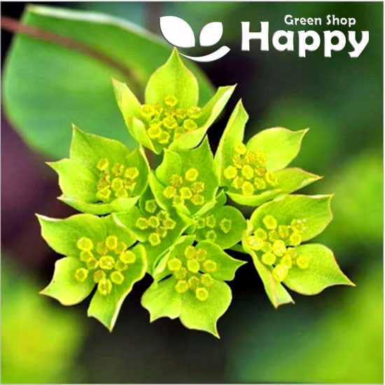 Hare's Ear - 220 seeds (Bupleurum Rotundifolium Griffithii)