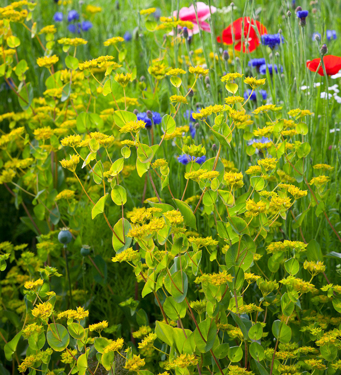 Hare's Ear - 220 seeds (Bupleurum Rotundifolium Griffithii)