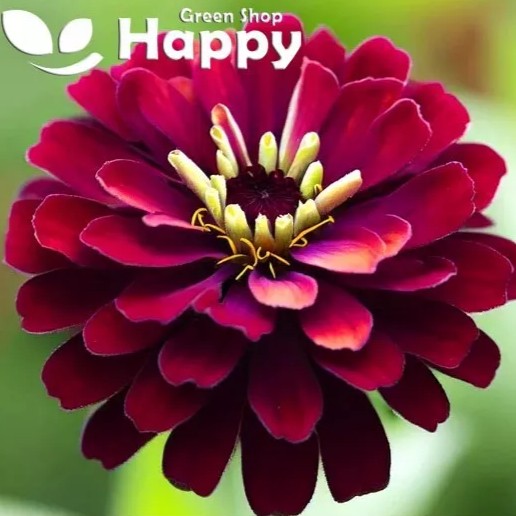Zinnia 'Meteor Radish Purple' - 100 seeds (Zinnia elegans)