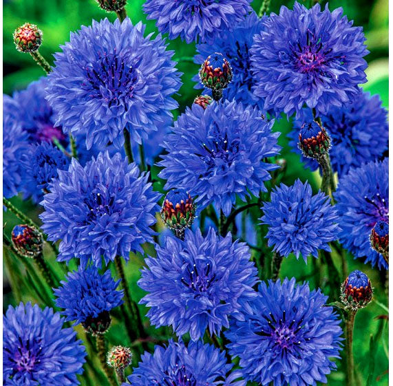 Cornflower 'Blue Diadem' - 1200 Seeds (Centaurea cyanus)