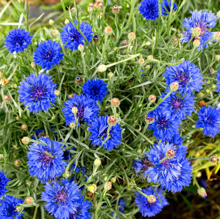 Cornflower 'Blue Diadem' - 1200 Seeds (Centaurea cyanus)