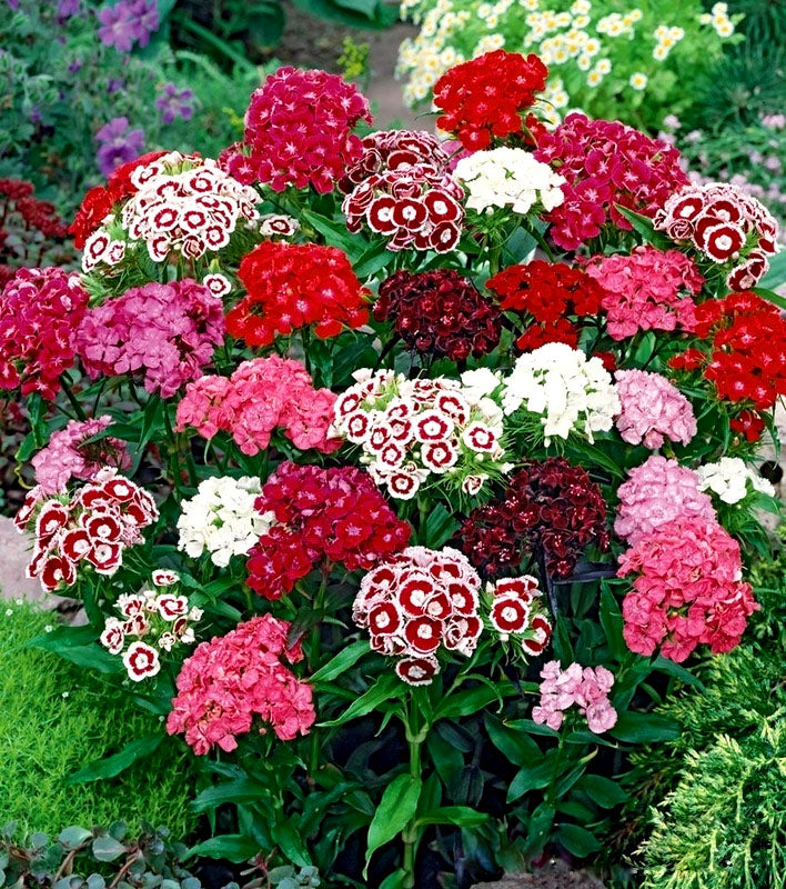 Sweet William Flower Mix "Herald of Spring" - 700 seeds (Dianthus barbatus)