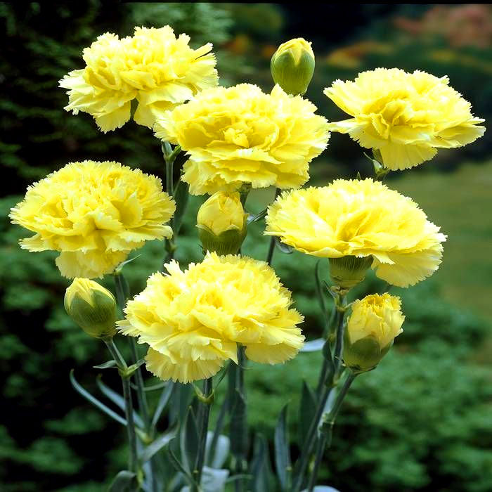 Carnation 'Marie Chabaud' - 350 seeds (Dianthus caryophyllus) Cutting Flower