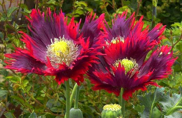 Poppy Peony 'Drama Queen' - 500 seeds (Papaver Paeoniflorum)