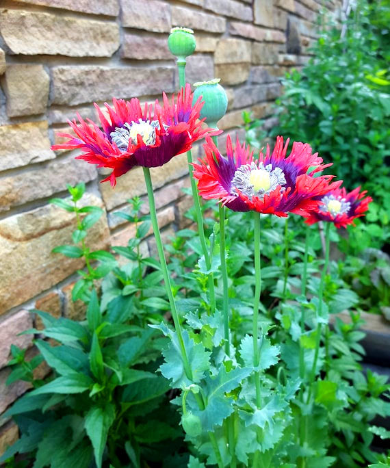 Poppy Peony 'Drama Queen' - 500 seeds (Papaver Paeoniflorum)