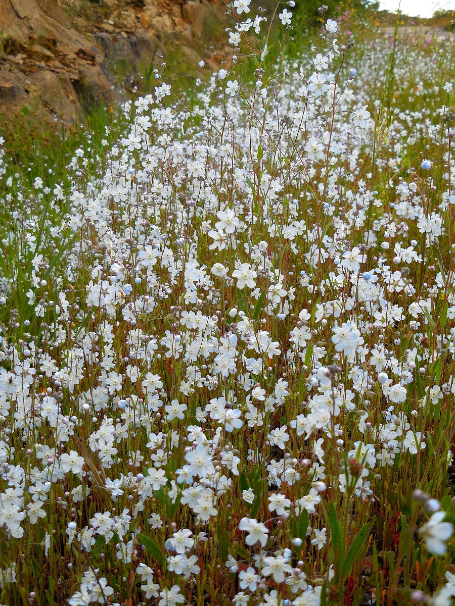 Venus's Navelwort - 50 seeds (Omphalodes linifolia)