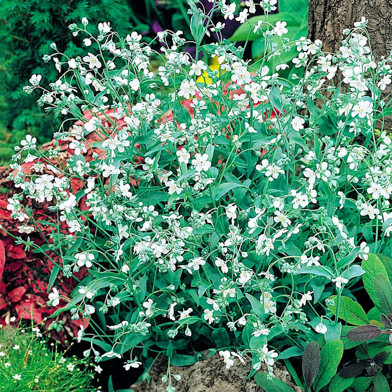 Venus's Navelwort - 50 seeds (Omphalodes linifolia)