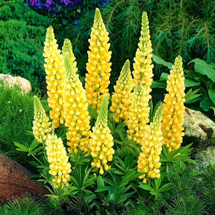 Russel Lupin 'Chandelier' - 50 Seeds (Lupinus polyphyllus)
