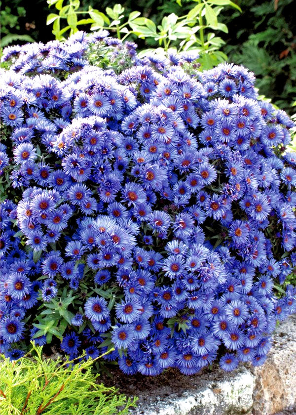 New England Aster Sky Blue - 350 seeds (Symphyotrichum novae-angliae)