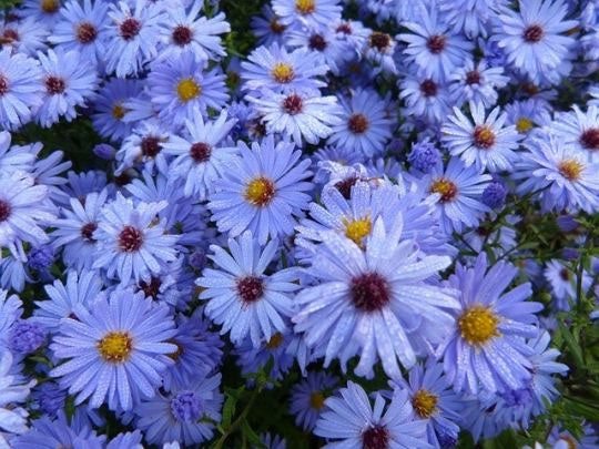 New England Aster Sky Blue - 350 seeds (Symphyotrichum novae-angliae)