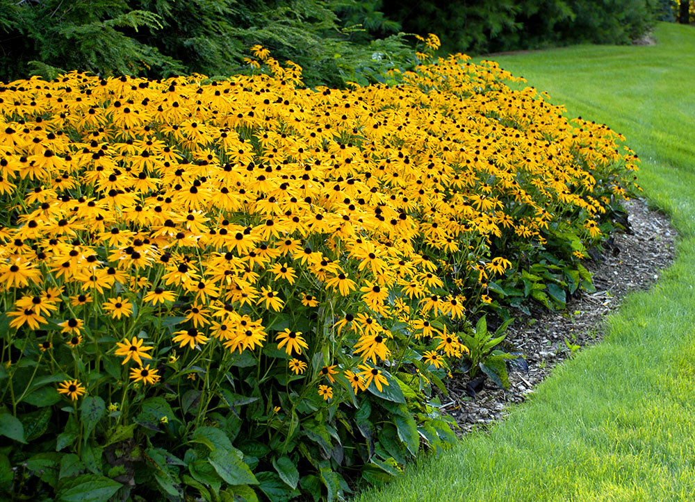 Rudbeckia 'Goldsturm' – 100 Seeds (Rudbeckia fulgida)
