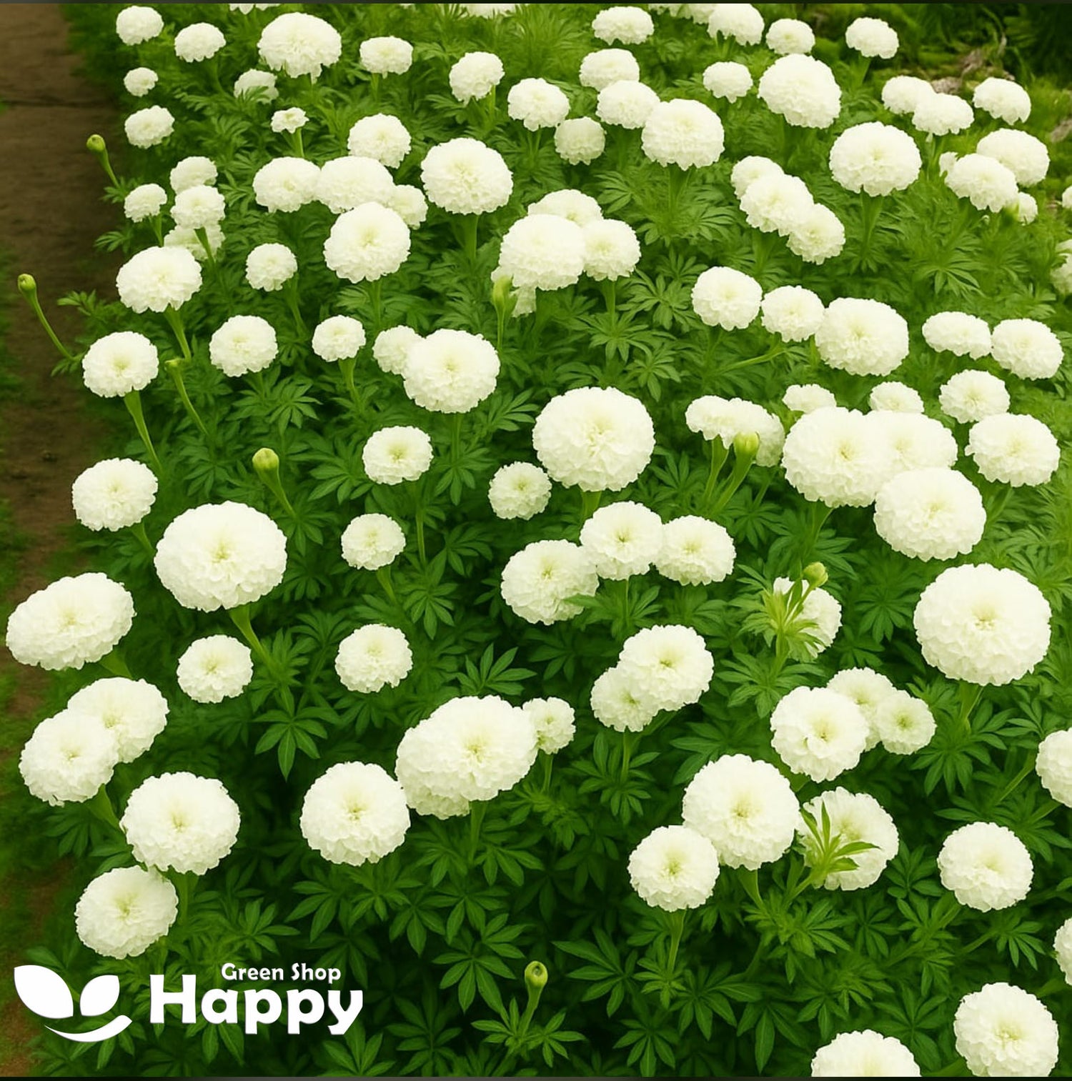 African Marigold 'Dwarf Snowstorm' - 20 Seeds (Tagetes Erecta)