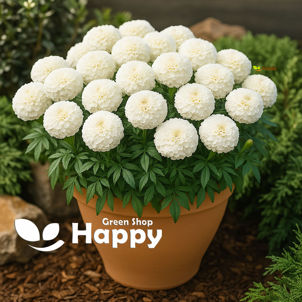 African Marigold 'Dwarf Snowstorm' - 20 Seeds (Tagetes Erecta)