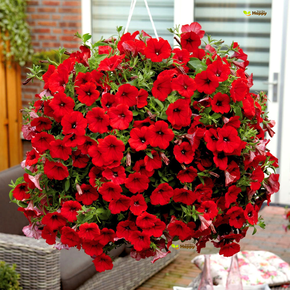 Petunia Scarlet Red 'Fire Chief'  - 350 seeds (Petunia nana compacta)