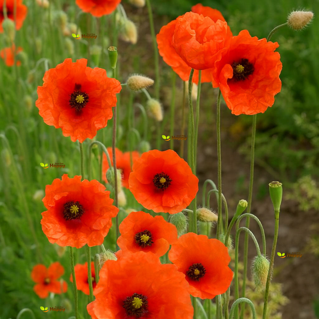 Wild Poppy "Blindeyes"  - 2500 seeds (Papaver dobium)