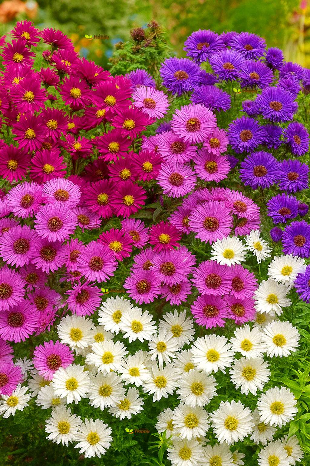 New York Aster 'novi-belgii' - 100 seeds (Symphyotrichum novi-belgii)