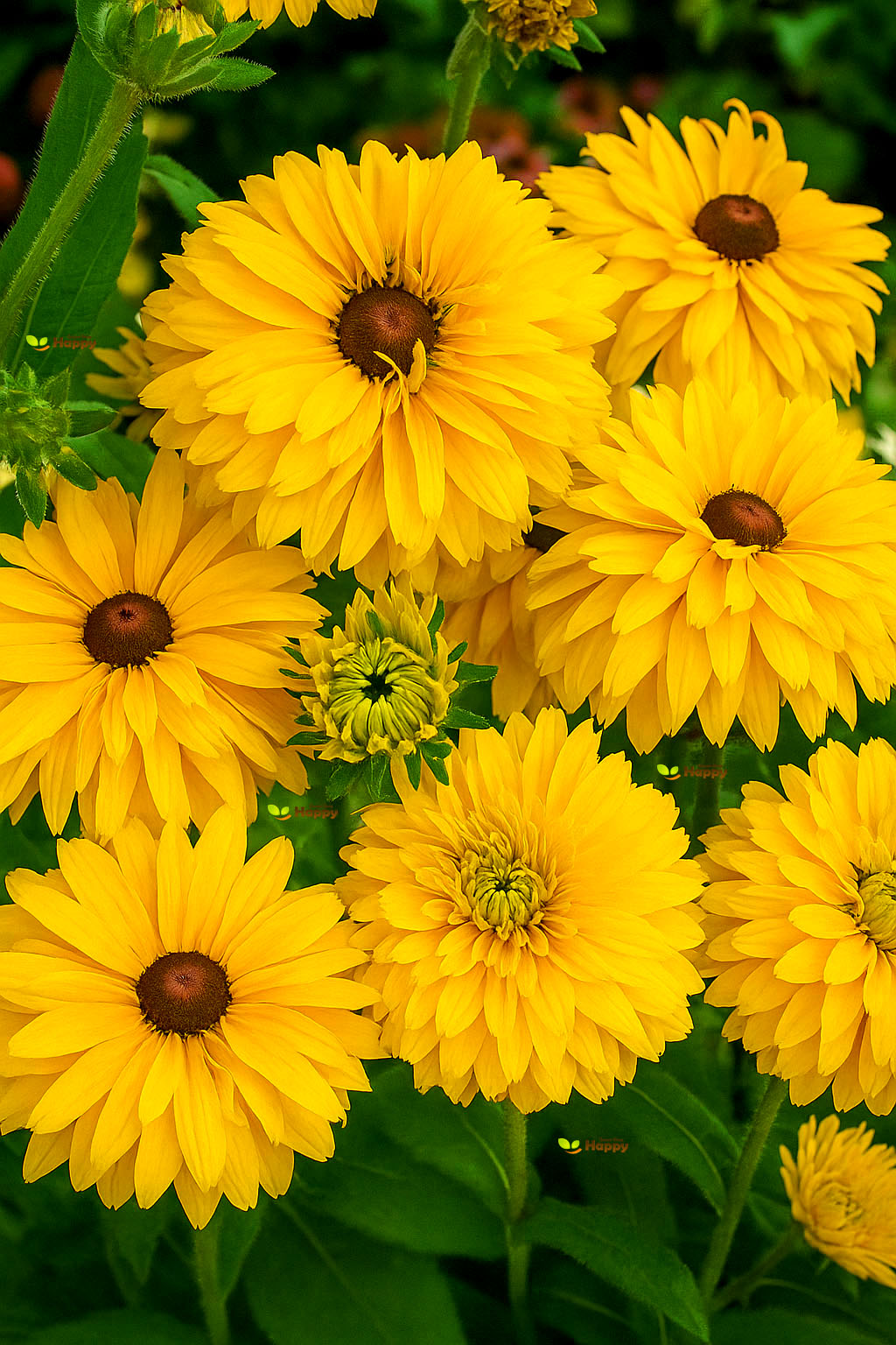 Rudbeckia 'Golden Daises' - 100 Seeds (Rudbeckia hirta)
