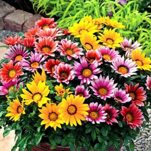 Gazania Promesa Dwarf Mixed - 5 seeds (Gazania splendens)