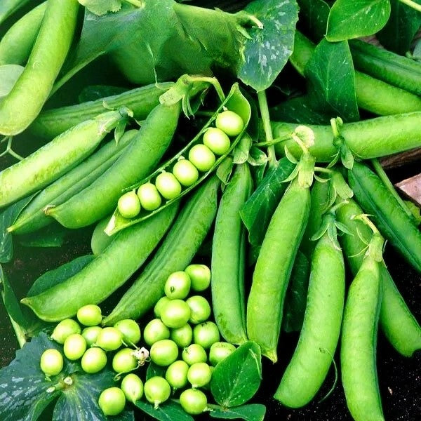 Pea 'Onward' - 100 seeds (Pisum sativum)