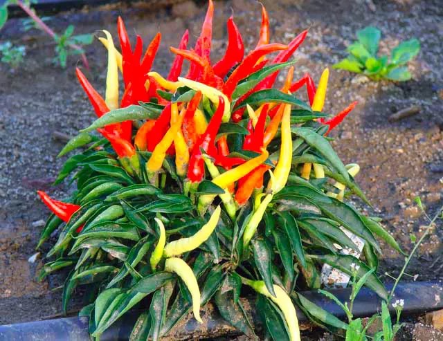 Chilli Pepper 'Cayenne' - 130 seeds (Capsicum annuum)