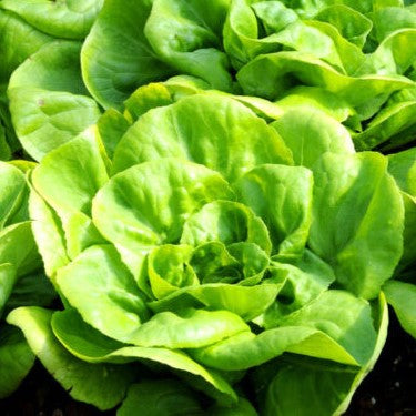 Butterhead lettuce 'All year round' - 1000 seeds (Lactuca sativa)