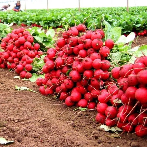 Radish 'Gigante siculo' - 1000 seeds (Raphanus sativus)