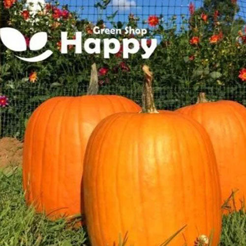 Carving Pumpkin 'Connecticut Field' - 15 seeds (Cucurbita Pepo)
