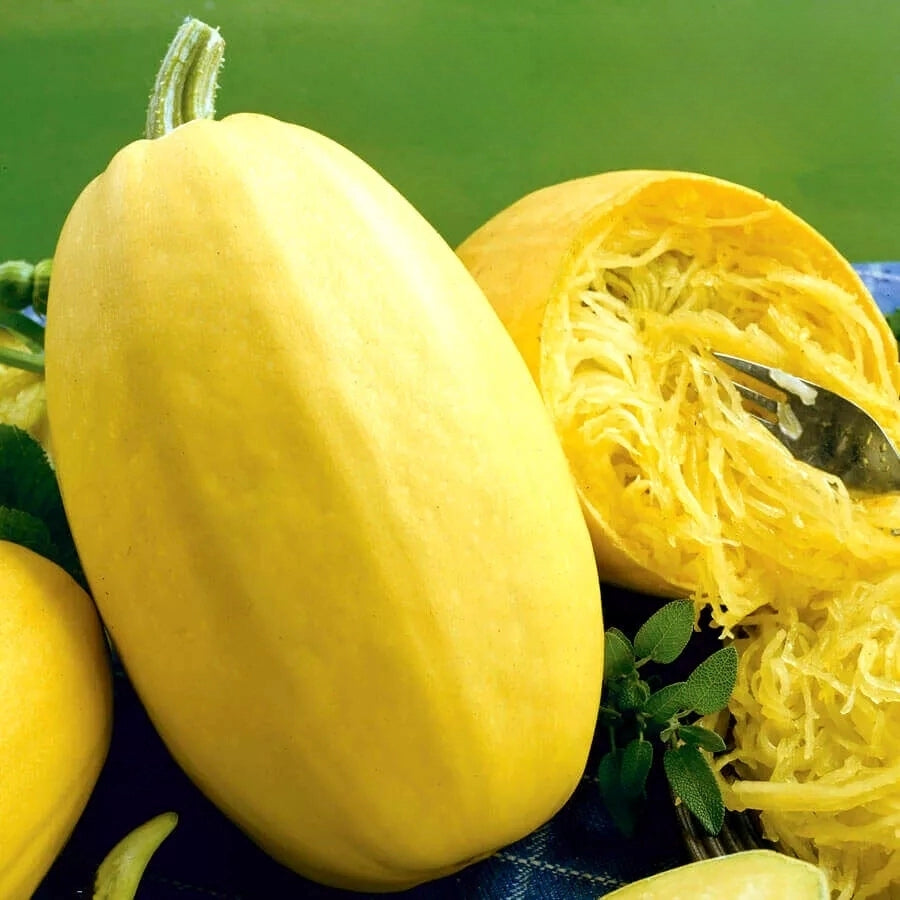 Squash 'Spaghetti' - 15 seeds (Cucurbita Pepo)