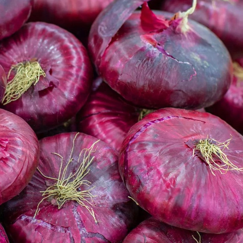 Red onion 'Rossa di Toscana' - 300 seeds (Allium cepa)