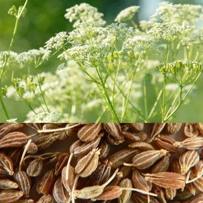 Anise - 600 seeds (Pimpinella anisum)
