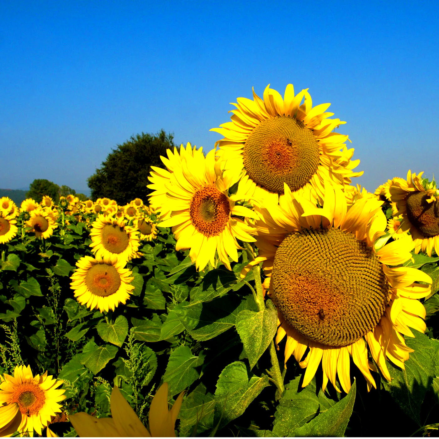 Edible sunflower  - 40 seeds (Helianthus annuus)