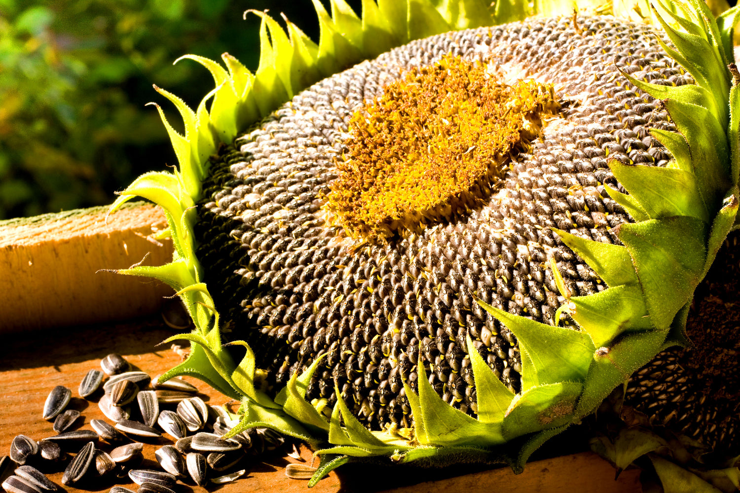 Edible sunflower  - 40 seeds (Helianthus annuus)