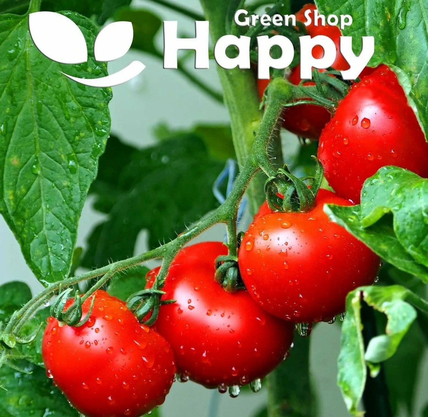 Tomato 'Saint Pierre' - 60 seeds (Solanum lycopersicum)