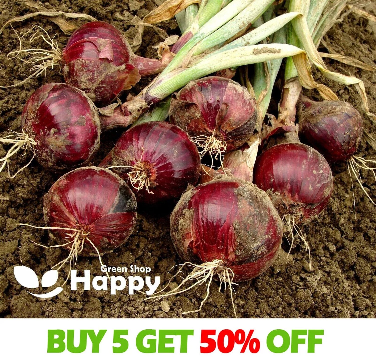 Red onion 'Scarlet' - 400 seeds (Allium cepa)