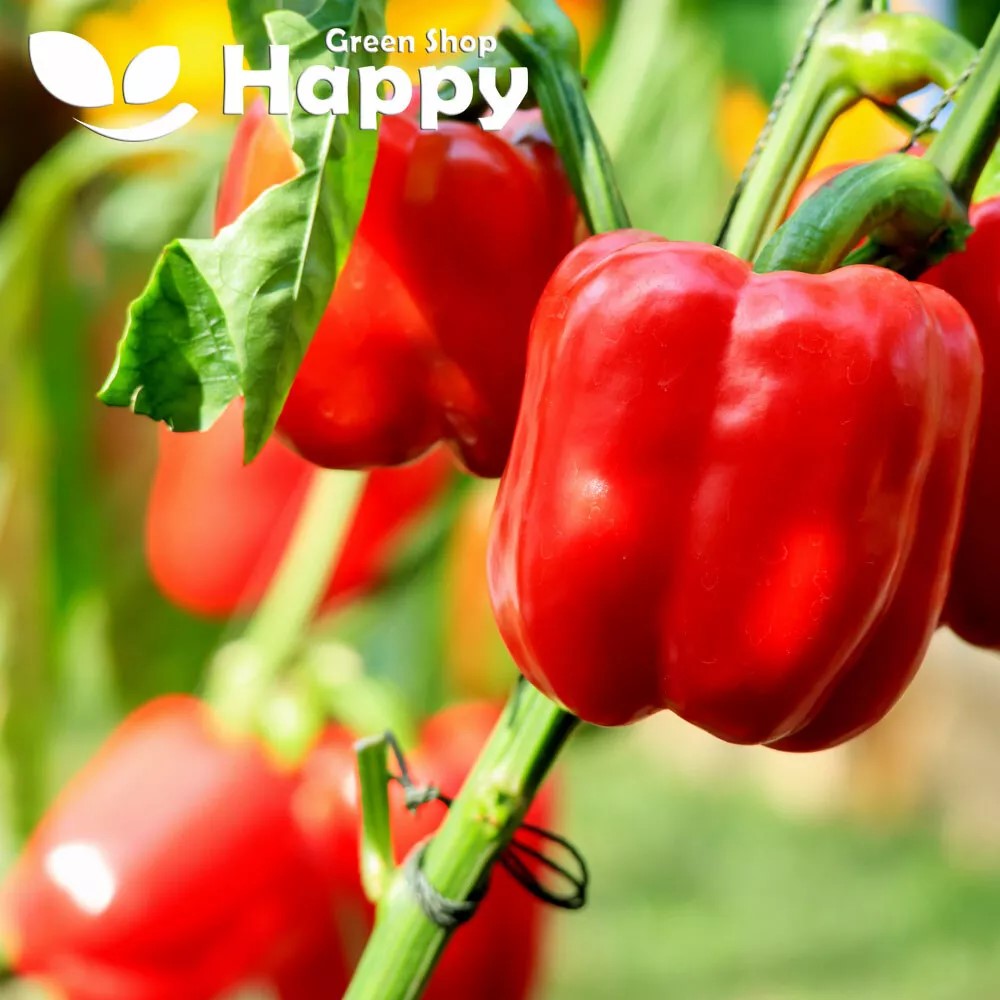 Sweet pepper 'Granova' - 60 seeds (Capsicum annuum)