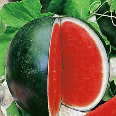 Watermelon 'Sugar baby' - 40 seeds (Citrullus lanatus)