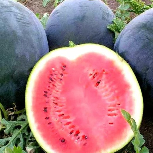 Watermelon 'Sugar baby' - 40 seeds (Citrullus lanatus)