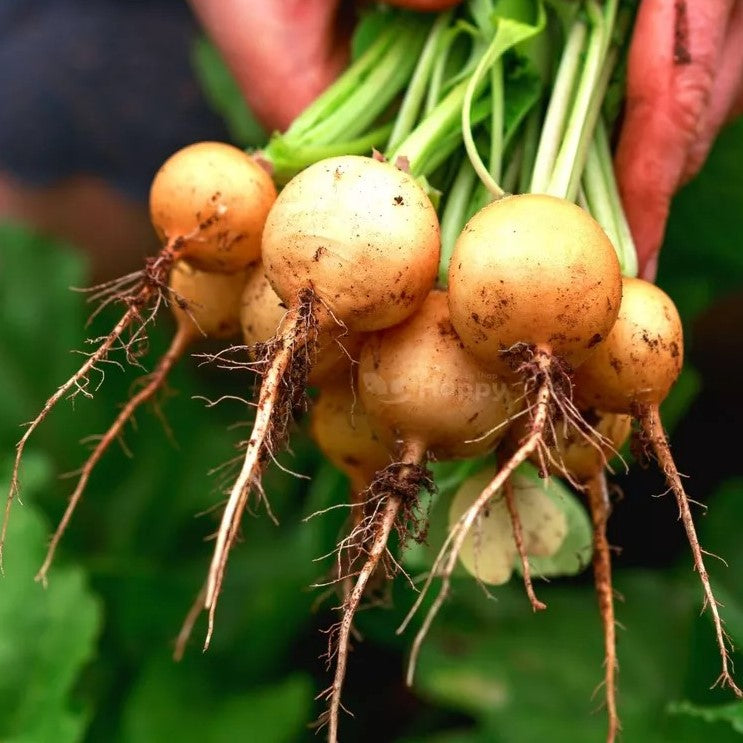 Radish 'Zlata' - 500 seeds (Raphanus sativus)