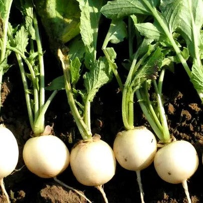 White Radish 'Albina' - 1600 seeds (Raphanus sativus)