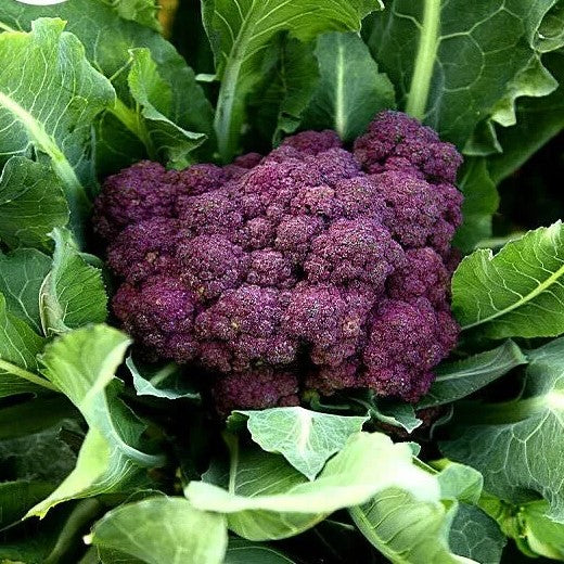 Winter Purple Broccoli 'Miranda' - 100 seeds (Brassica oleracea)