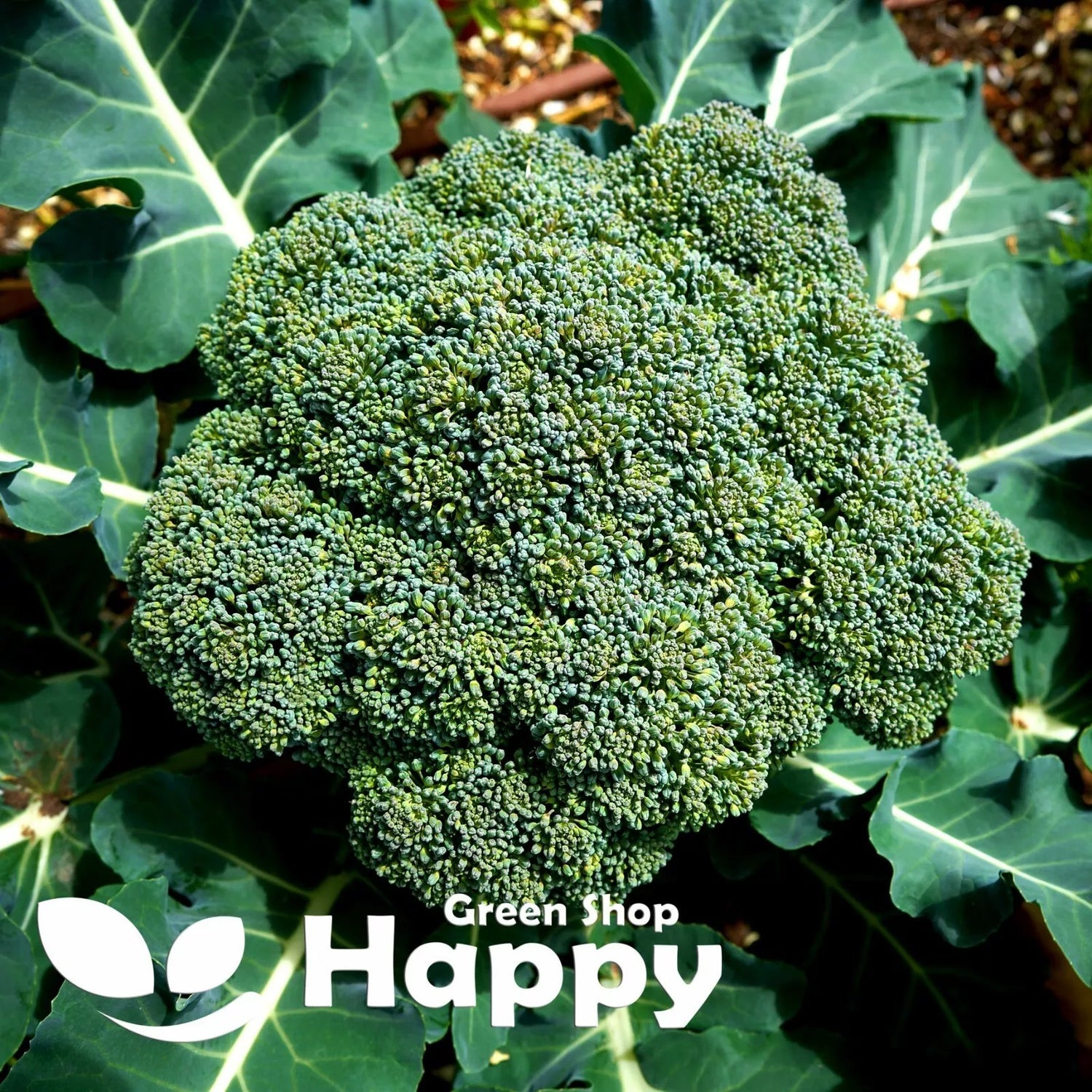 Summer Broccoli 'Limba'  - 250 seeds (Brassica oleracea)