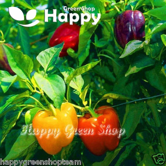 Sweet pepper bell mix - 70 seeds (Capsicum annuum)