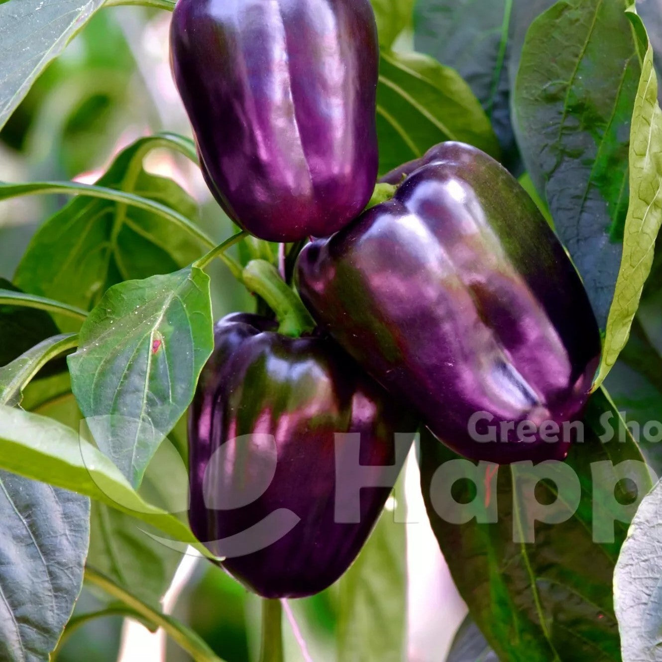 Sweet pepper Purple bell - 30 seeds (Capsicum annuum)