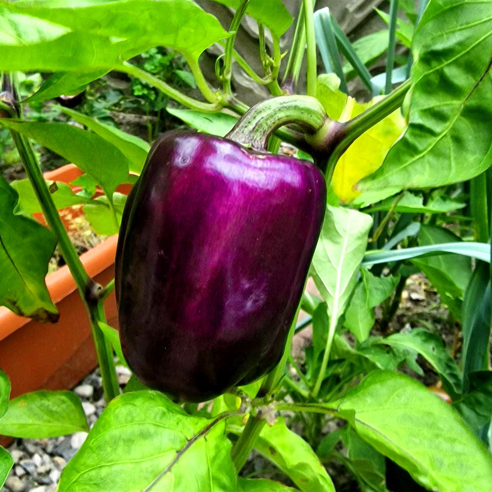 Sweet pepper Purple bell - 30 seeds (Capsicum annuum)