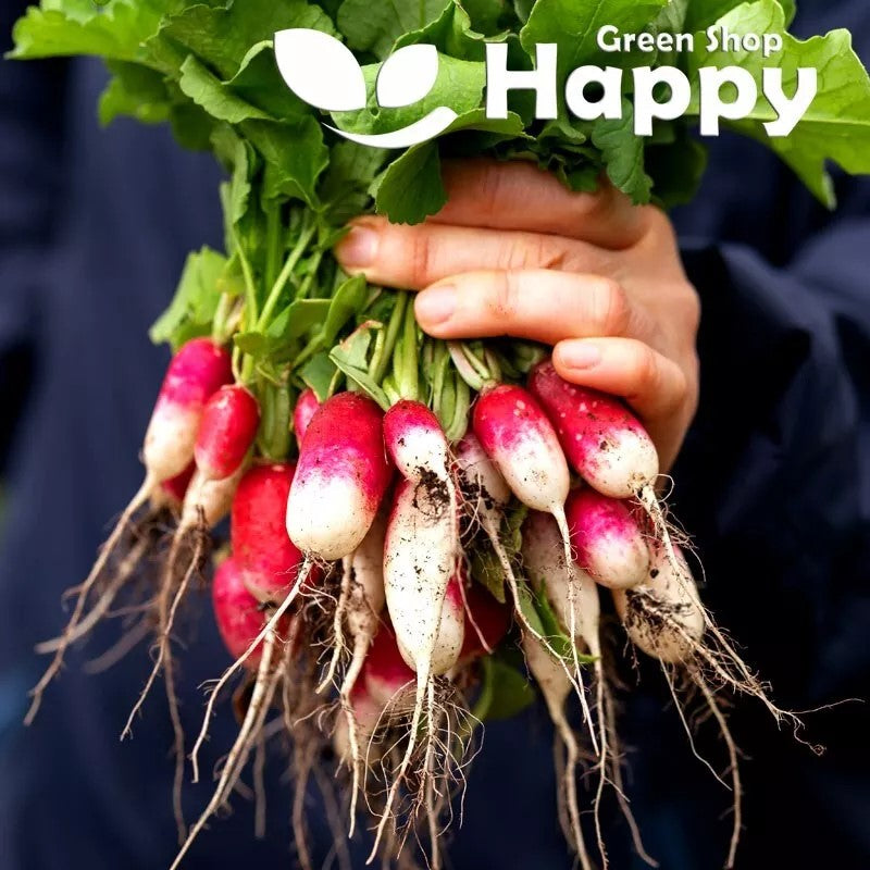 Radish Flamboyant 3 - 700 seeds | French Breakfast type (Raphanus sativus)