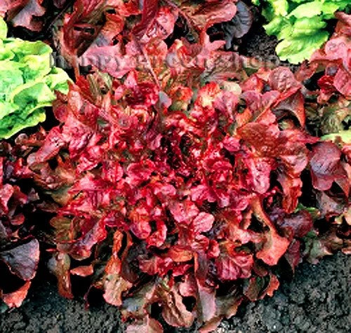 Lettuce 'Red salad bowl' - 1100 seeds (Lactuca sativa)
