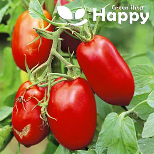 Tomato 'Roma VF' - 100 seeds (Solanum lycopersicum)