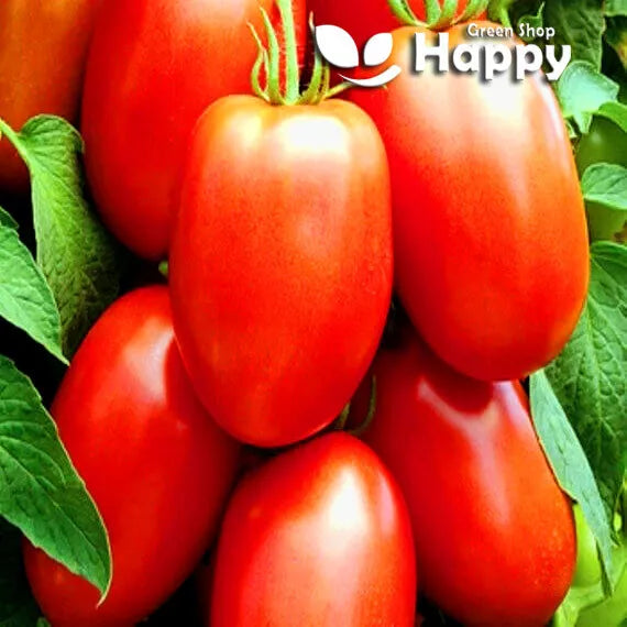 Tomato 'Roma VF' - 100 seeds (Solanum lycopersicum)