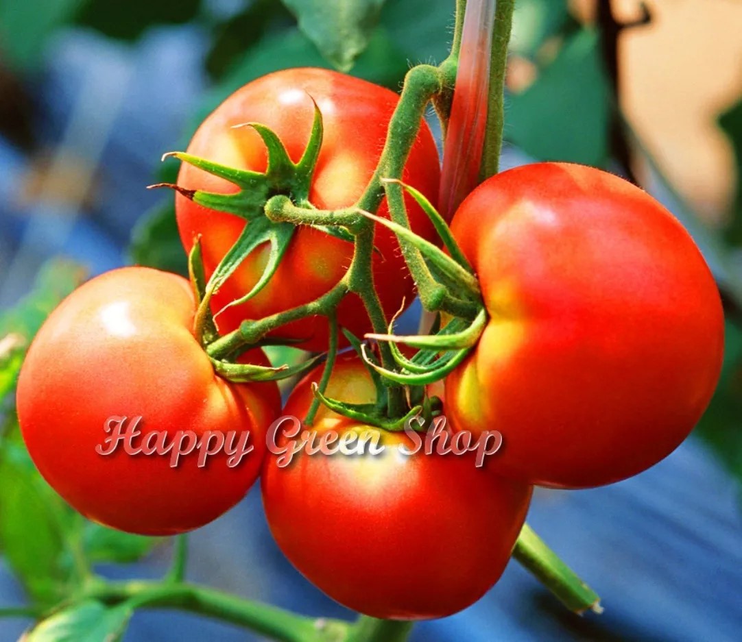 Tomato 'ACE 55 VF' - 60 seeds (Solanum lycopersicum)