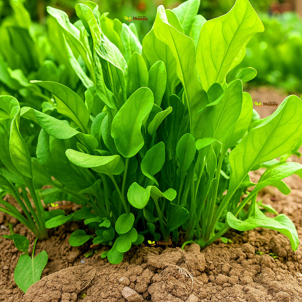 Sorrel 'Blonde de Lyon' - 1500 seeds (Rumex acetosa)